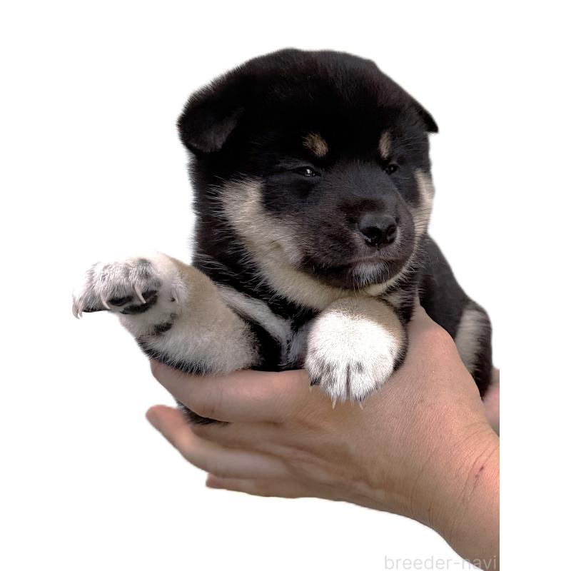 販売中の宮城県の柴犬-416652の3枚目
